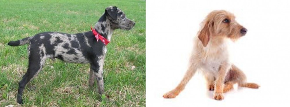 Basset Fauve de Bretagne vs Atlas Terrier - Breed Comparison