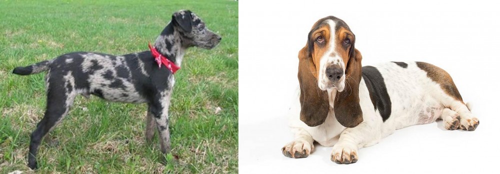 Basset Hound vs Atlas Terrier - Breed Comparison