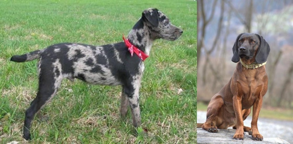 Bavarian Mountain Hound vs Atlas Terrier - Breed Comparison