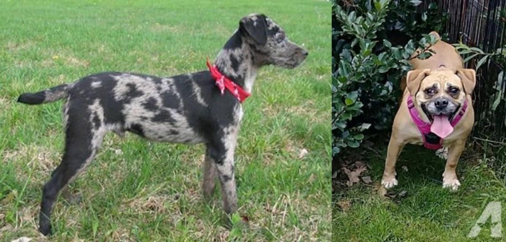 Beabull vs Atlas Terrier - Breed Comparison