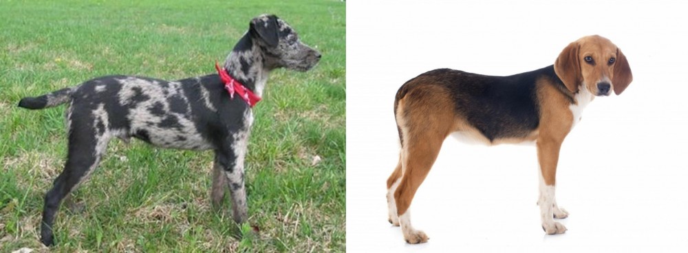 Beagle-Harrier vs Atlas Terrier - Breed Comparison