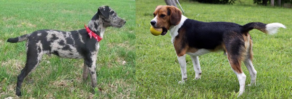 Beaglier vs Atlas Terrier - Breed Comparison