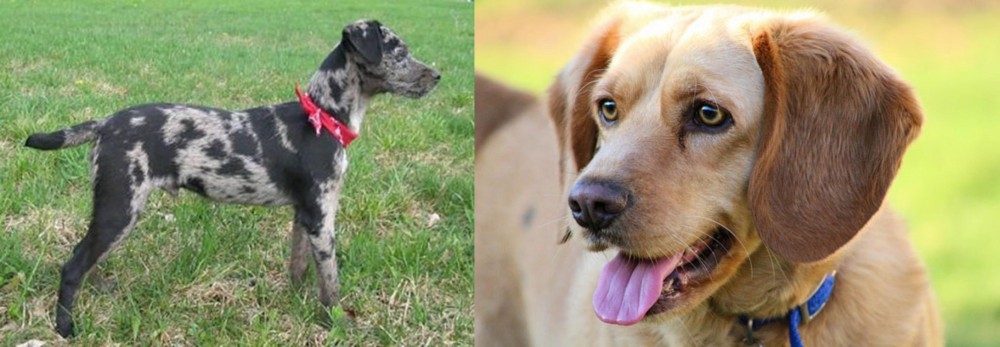 Beago vs Atlas Terrier - Breed Comparison