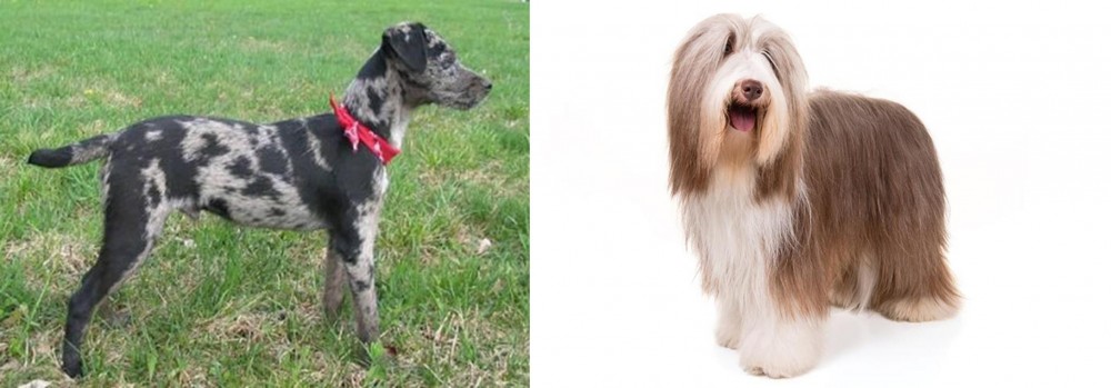 Bearded Collie vs Atlas Terrier - Breed Comparison