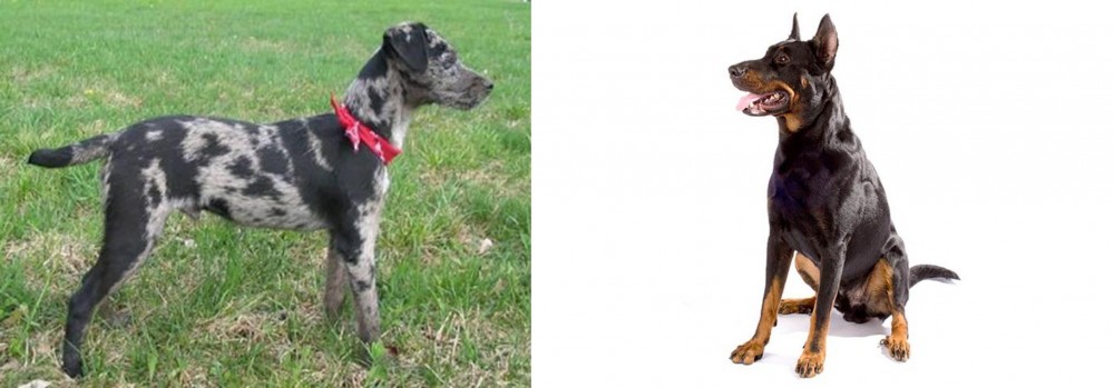 Beauceron vs Atlas Terrier - Breed Comparison