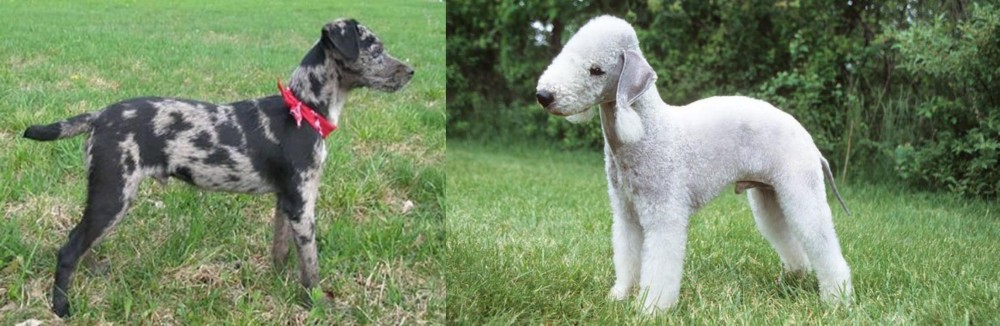 Bedlington Terrier vs Atlas Terrier - Breed Comparison