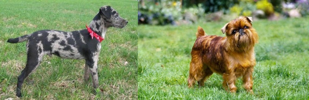 Belgian Griffon vs Atlas Terrier - Breed Comparison