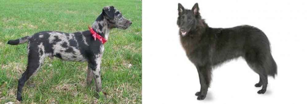 Belgian Shepherd vs Atlas Terrier - Breed Comparison
