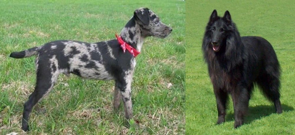 Belgian Shepherd Dog (Groenendael) vs Atlas Terrier - Breed Comparison