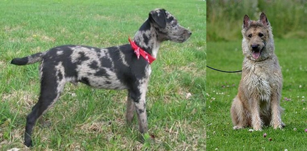 Belgian Shepherd Dog (Laekenois) vs Atlas Terrier - Breed Comparison