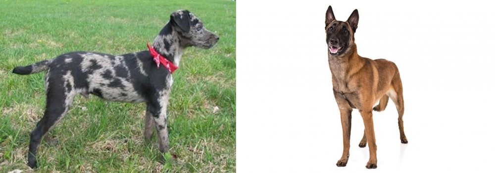 Belgian Shepherd Dog (Malinois) vs Atlas Terrier - Breed Comparison