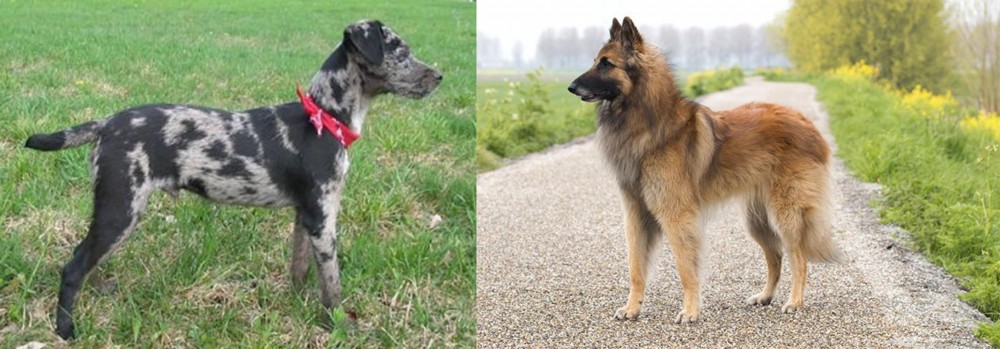 Belgian Shepherd Dog (Tervuren) vs Atlas Terrier - Breed Comparison