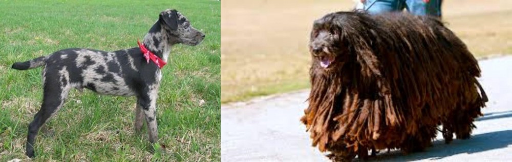 Bergamasco vs Atlas Terrier - Breed Comparison