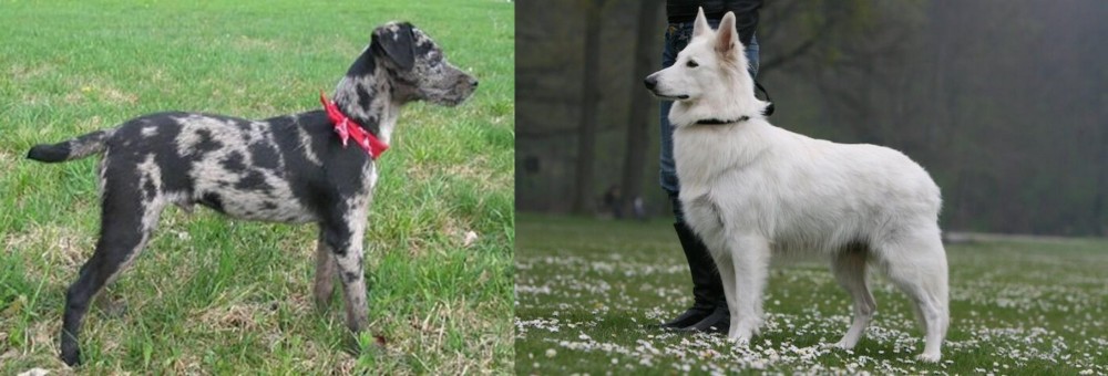 Berger Blanc Suisse vs Atlas Terrier - Breed Comparison