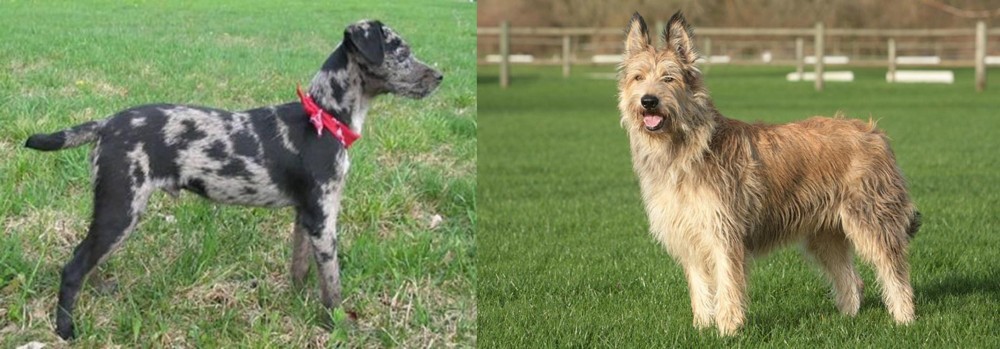 Berger Picard vs Atlas Terrier - Breed Comparison