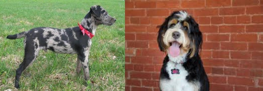 Bernedoodle vs Atlas Terrier - Breed Comparison