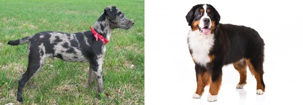 Bernese Mountain Dog vs Atlas Terrier - Breed Comparison