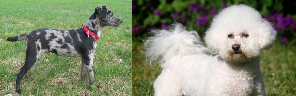 Bichon Frise vs Atlas Terrier - Breed Comparison