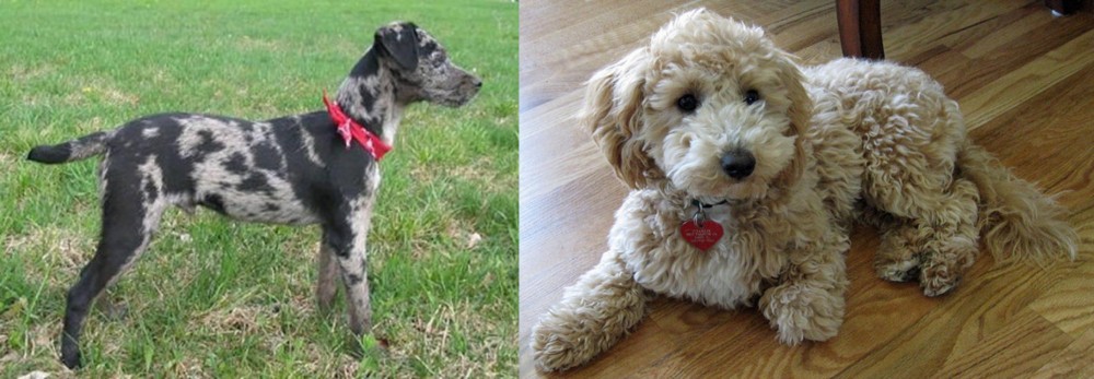 Bichonpoo vs Atlas Terrier - Breed Comparison