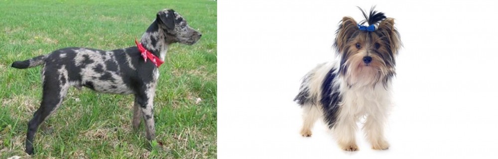 Biewer vs Atlas Terrier - Breed Comparison