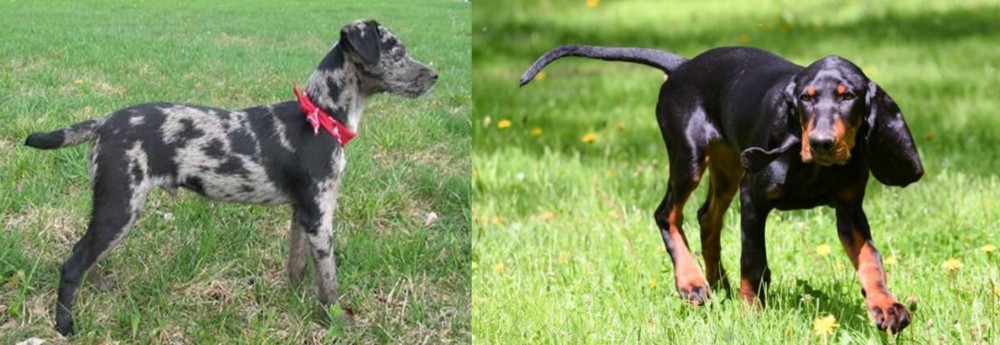Black and Tan Coonhound vs Atlas Terrier - Breed Comparison