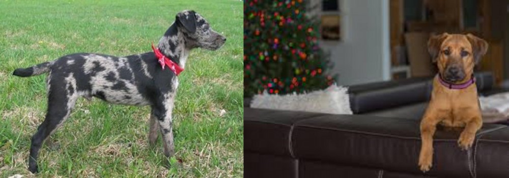 Black Mouth Cur vs Atlas Terrier - Breed Comparison