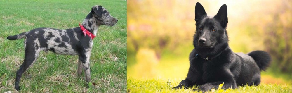 Black Norwegian Elkhound vs Atlas Terrier - Breed Comparison