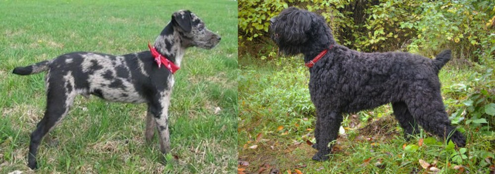 Black Russian Terrier vs Atlas Terrier - Breed Comparison