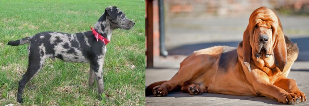 Bloodhound vs Atlas Terrier - Breed Comparison