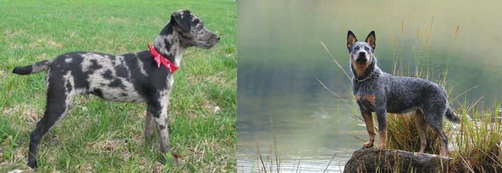 Blue Healer vs Atlas Terrier - Breed Comparison