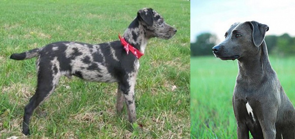 Blue Lacy vs Atlas Terrier - Breed Comparison