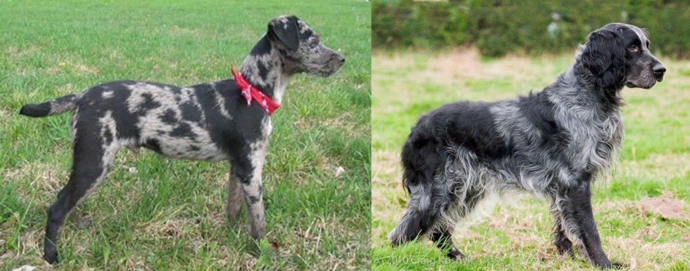 Blue Picardy Spaniel vs Atlas Terrier - Breed Comparison