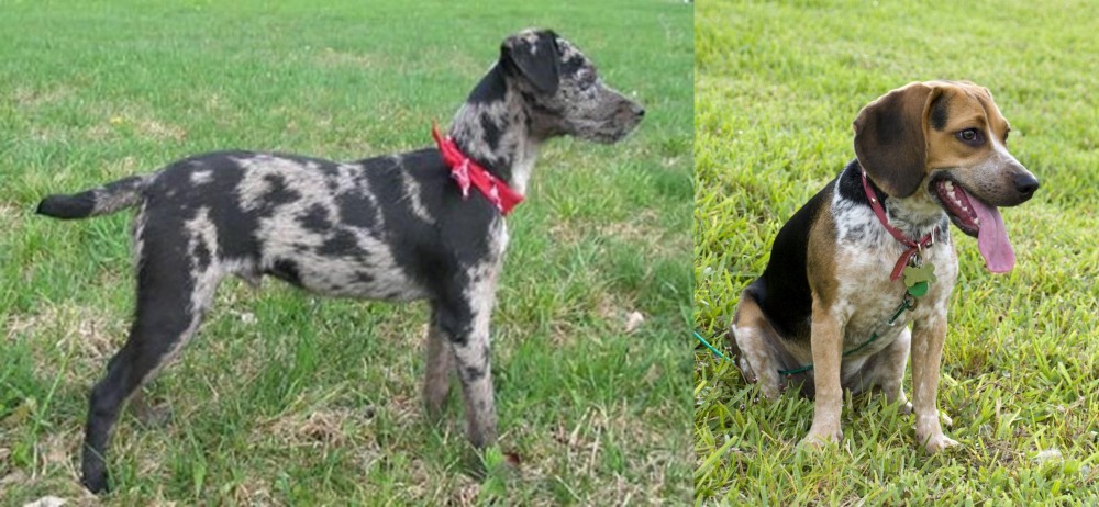 Bluetick Beagle vs Atlas Terrier - Breed Comparison