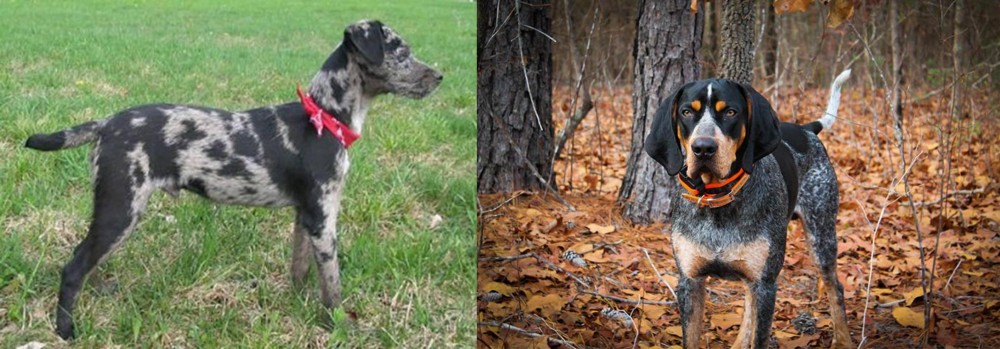 Bluetick Coonhound vs Atlas Terrier - Breed Comparison