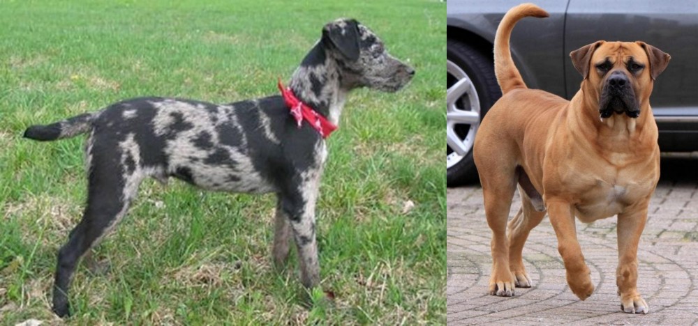 Boerboel vs Atlas Terrier - Breed Comparison
