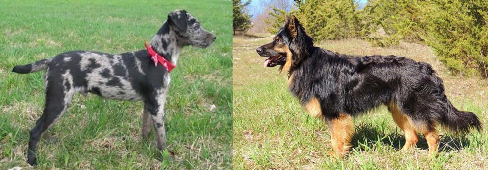 Bohemian Shepherd vs Atlas Terrier - Breed Comparison