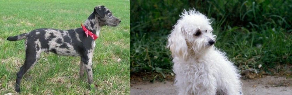 Bolognese vs Atlas Terrier - Breed Comparison