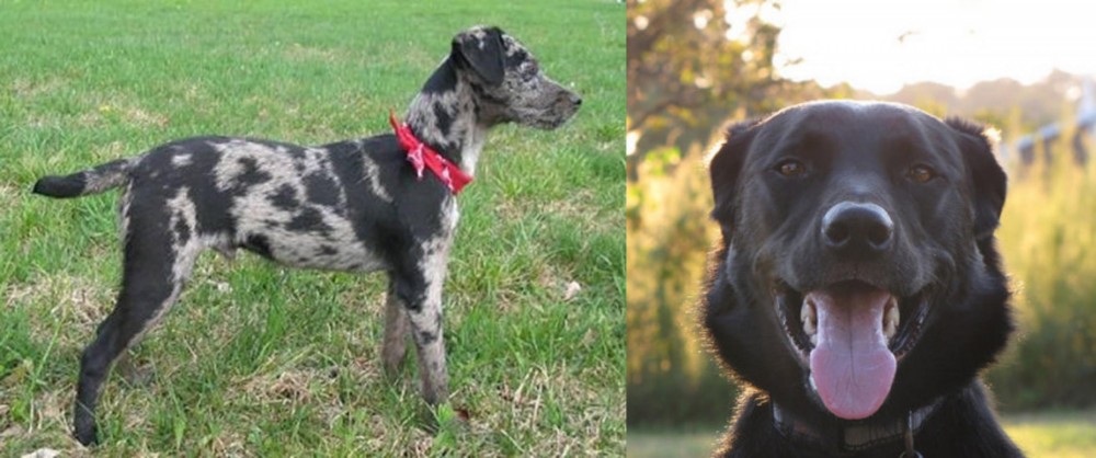 Borador vs Atlas Terrier - Breed Comparison