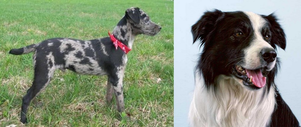 Border Collie vs Atlas Terrier - Breed Comparison