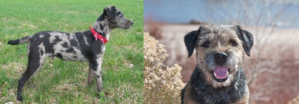 Border Terrier vs Atlas Terrier - Breed Comparison