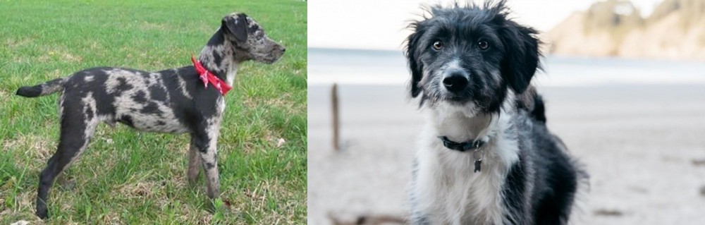 Bordoodle vs Atlas Terrier - Breed Comparison