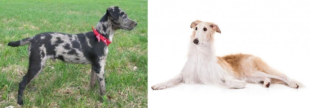 Borzoi vs Atlas Terrier - Breed Comparison