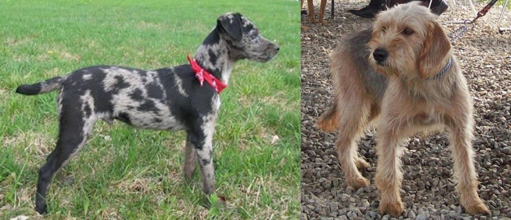 Bosnian Coarse-Haired Hound vs Atlas Terrier - Breed Comparison