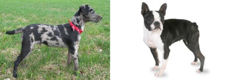 Boston Terrier vs Atlas Terrier - Breed Comparison