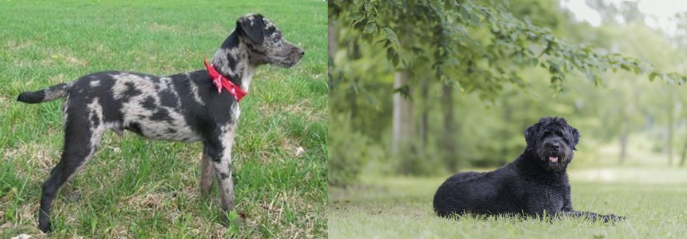 Bouvier des Flandres vs Atlas Terrier - Breed Comparison