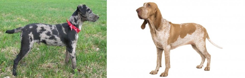 Bracco Italiano vs Atlas Terrier - Breed Comparison