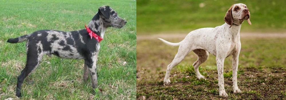 Braque du Bourbonnais vs Atlas Terrier - Breed Comparison