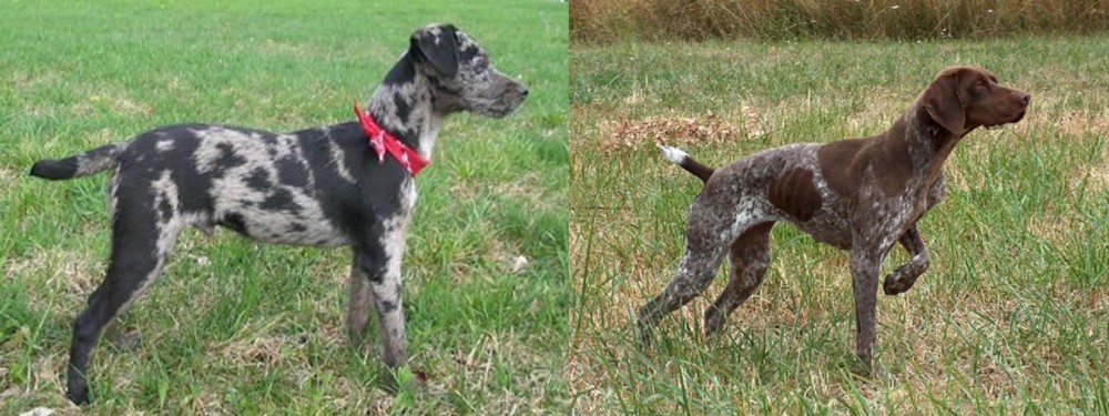 Braque Francais vs Atlas Terrier - Breed Comparison
