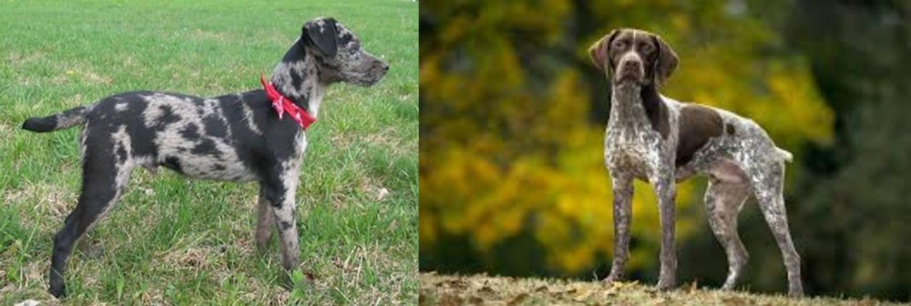 Braque Francais (Gascogne Type) vs Atlas Terrier - Breed Comparison