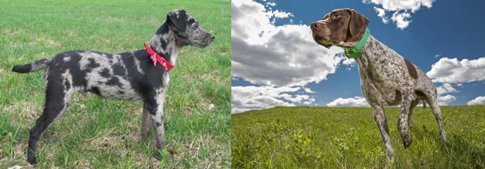 Braque Francais (Pyrenean Type) vs Atlas Terrier - Breed Comparison